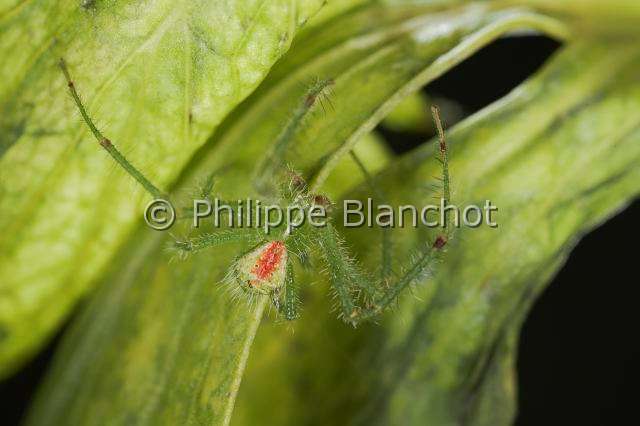 Thomisidae_9582.JPG - France, Araneae, Thomisidae, Araignée-crabe, Hériée velue (Heriaeus hirtus), mâle, Crab spider